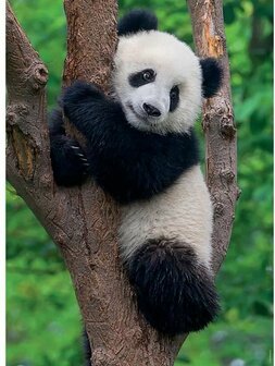 02413 Ravensburger Puzzel Panda &amp; Koala 2x500 stukjes