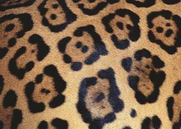 170968 Ravensburger Puzzel Animal Print 1000 stukjes