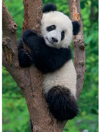 02413 Ravensburger Puzzel Panda & Koala 2x500 stukjes