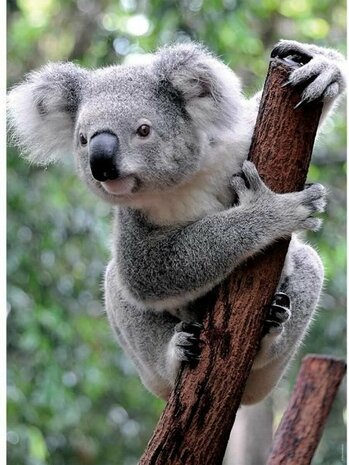 02413 Ravensburger Puzzel Panda & Koala 2x500 stukjes