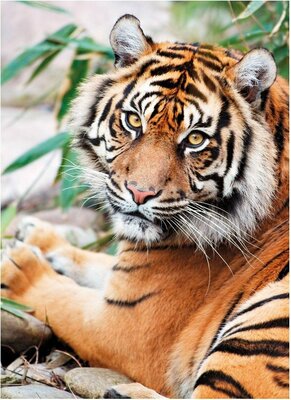 39295 Clementoni Puzzel Sumatran Tiger 1000 Stukjes